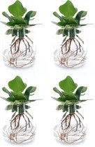 Kamerplanten van Botanicly – 4 × Varkensboom – Hoogte: 30 cm – Clusia