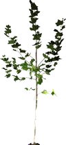 Gewone plataan - Platanus hispanica | Omtrek: 18-25 cm | Hoogte: 400 cm