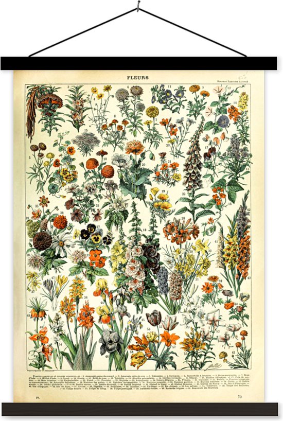 Posterhanger incl. Poster - Schoolplaat - Bloemen - Planten - Vintage - Adolphe Millot - Kunst - 40x53 cm - Zwarte latten