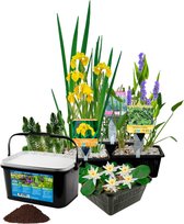VDVELDE Waterplanten Vijver Winterhart - 19 Vijverplanten - Voor 500 - 1000 liter water - Witte Waterlelie, Gele Lis en Paars Snoekkruid inclusief Vijvermanden, Klei en Voeding - V