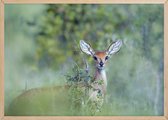 Poster Met Eiken Lijst - Duiker Poster