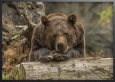 Poster Met Zwarte Lijst - Grizzlybeer Poster
