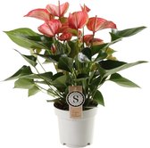 Anthurium Livium Red ↨ 50cm - hoge kwaliteit planten