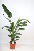 Kamerplant van Botanicly – Paradijsvogelbloem – Hoogte: 110 cm – Strelitzia Nicolai