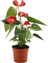 Bloemen van Botanicly – 3 × Flamingoplant – Hoogte: 30 cm – Anthurium