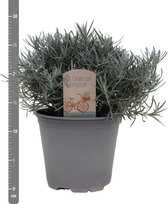 Hagen en struiken van Botanicly – 4 × Helichrysum Italicum – Hoogte: 20 cm