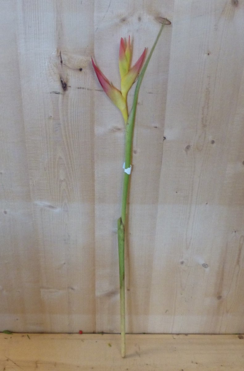 Warentuin natuurlijk - Decoratietak Paradijsvogel Strelitzia bloem