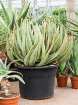 Plantenwinkel Aloe Petricola 100 cm kamerplant
