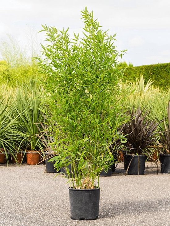 Bamboe tuinplanten kopen - 10 soorten beschikbaar