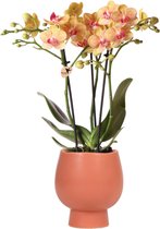 Kolibri Orchids | Oranje Phalaenopsis orchidee – Jamaica + Scandic sierpot terracotta – potmaat Ø9cm – 45cm hoog | bloeiende kamerplant in bloempot - vers van de kweker