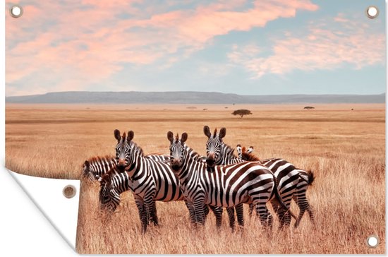 Tuindecoratie Zebras in de natuur - 60x40 cm - Tuinposter - Tuindoek - Buitenposter