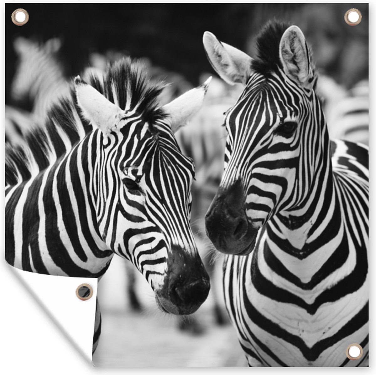 Zebra Noir