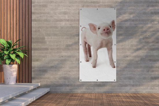 Affiche de clôture Cochon - Animaux - Wit - 100x200 cm - Toile de jardin