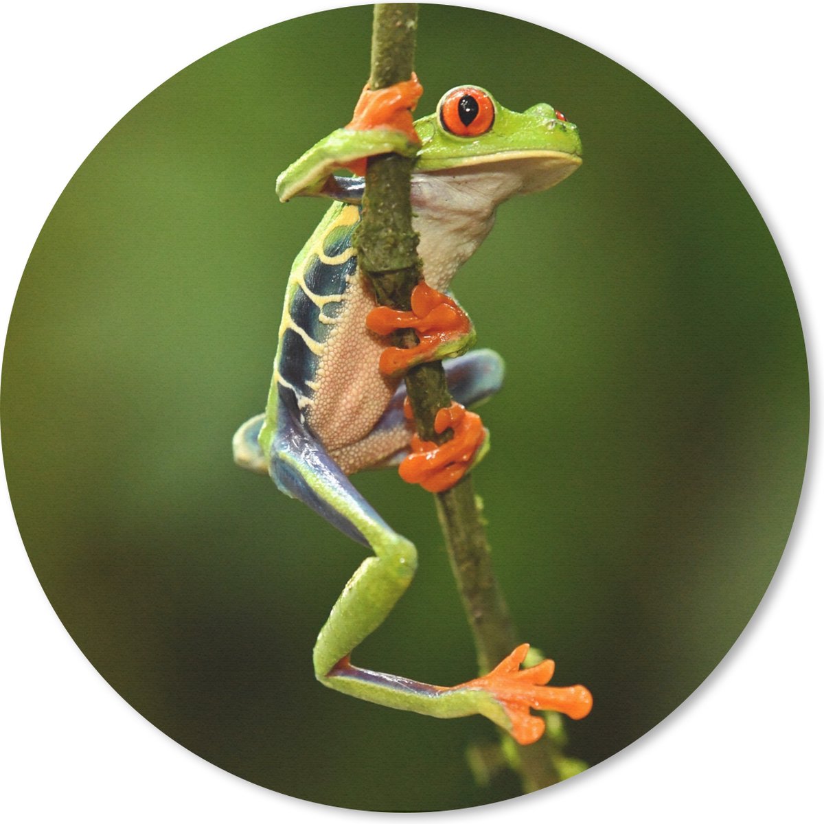 Muismat rond 50x50 cm - Mousepad Roodoogmakikikker in de jungle - Ronde muismatten