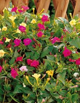 40x Vaste planten 'Mirabilis jalapa'  - BULBi® bloembollen en planten met bloeigarantie