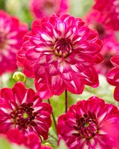 12x Dahlia 'Smiling don' - BULBi® bloembollen en planten met bloeigarantie