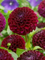 12x Dahlia 'Gideon' - BULBi® bloembollen en planten met bloeigarantie
