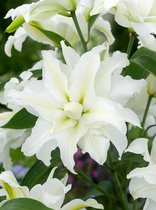 40x Lelies 'My wedding' - BULBi® bloembollen en planten met bloeigarantie