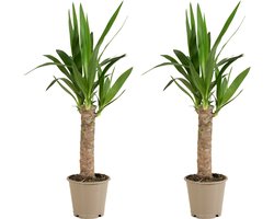 Bloomique - Set van 2 - Yucca Elephantipes - Palmlelie - Kamerplanten - Luchtzuiverend - Gemakkelijk in onderhoud - Hoogte 30-40 cm - Pot 12 cm