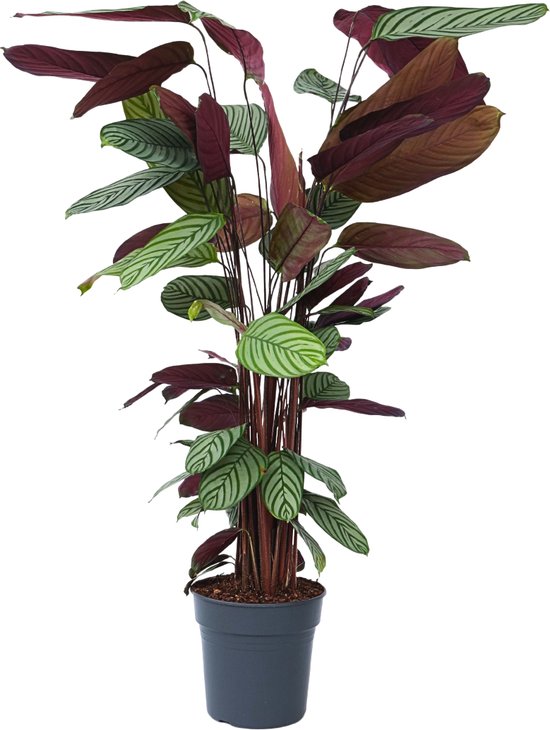 Plante en Boite - Calathea Oppenheimiana - Plante d'intrieur verte -  Feuilles violet... | bol