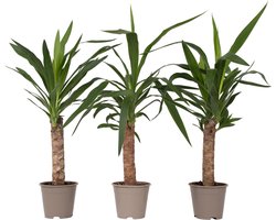 Plant in a Box - Yucca Elephantipes - Set van 3 - Stevige kamerpalm - Gemakkelijke kamerplant - Pot 14cm - Hoogte 50-60cm