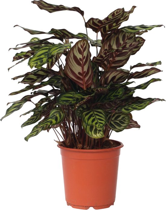 Calathea – Makoyana – Bidplant – Hoogte 60-70cm