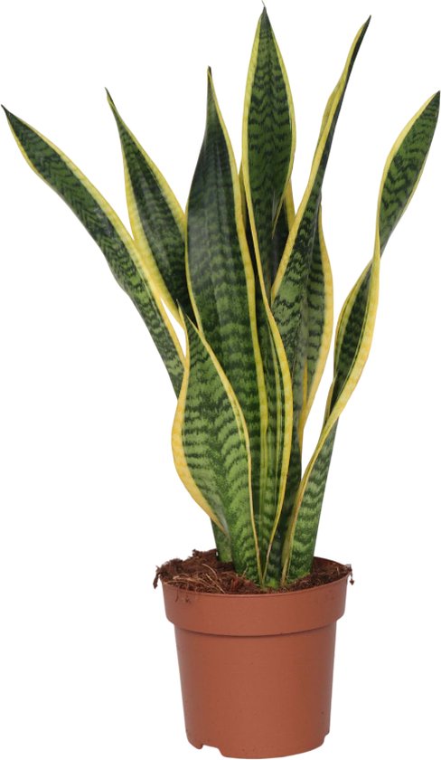 Plant in a Box - Sansevieria Laurentii - Plante d'intérieur facile - Lady's Tongue - Pot 17cm - Hauteur 60-70cm