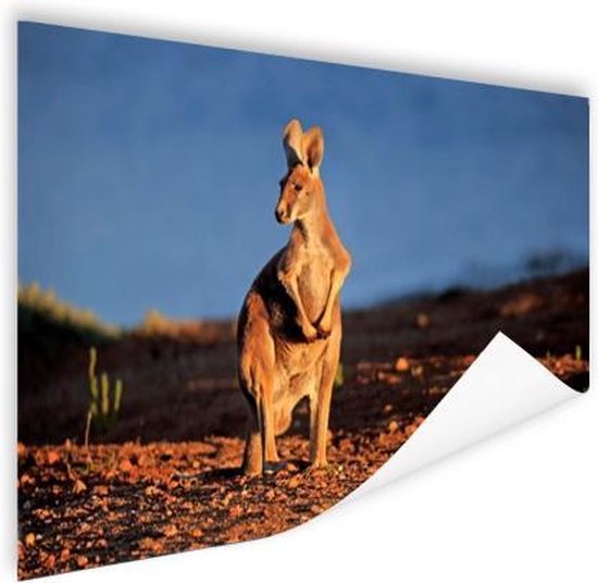 Poster Kangourou coucher de soleil 60x40 cm - Tirage photo sur Poster (décoration murale salon / chambre) / Poster Animaux