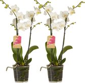 Orchideeën van Botanicly – 2 × Vlinder orchidee wit – Hoogte: 50 cm, 2 takken, witte bloemen – Phalaenopsis multiflora