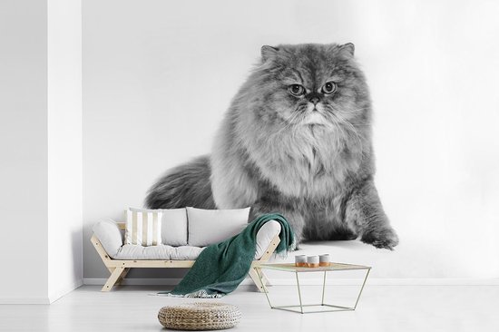 Papier peint photo vinyle - Chat persan gris devant un fond blanc largeur 305 cm x hauteur 220 cm - Tirage photo sur papier peint (disponible en 7 tailles)