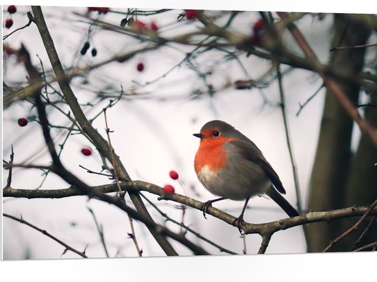 PVC Schuimplaat - Roodborstje op Tak met Besjes - 105x70 cm Foto op PVC Schuimplaat (Met Ophangsysteem)