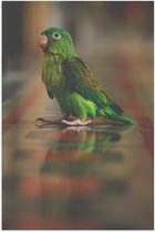 Poster Glanzend – Tovi Parkiet Lopend over Stenen Vloer - 40x60 cm Foto op Posterpapier met Glanzende Afwerking