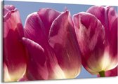 Peinture sur toile Tulipes | Blanc, violet | 140x90cm 1 Liège