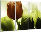 GroepArt - Schilderij -  Tulpen - Bruin, Wit, Grijs - 120x80cm 3Luik - 6000+ Schilderijen 0p Canvas Art Collectie