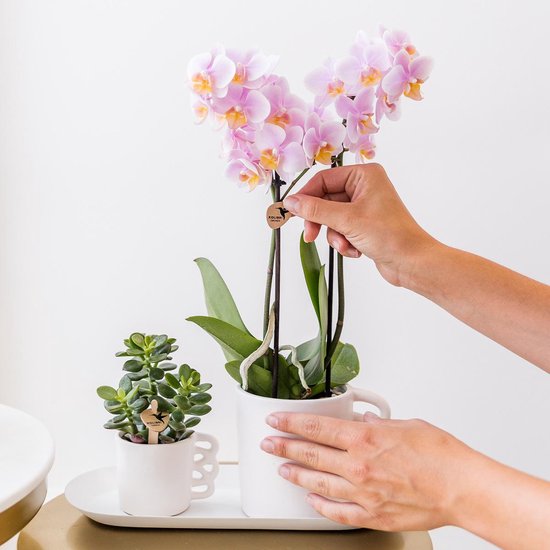 Handen van een persoon die een roze phalaenopsis orchidee en een vetplant verzorgt in witte mok-achtige potten.