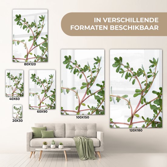 Pourpier sur fond blanc Plexiglas 40x60 cm - Tirage photo sur Glas (décoration murale en plexiglas)