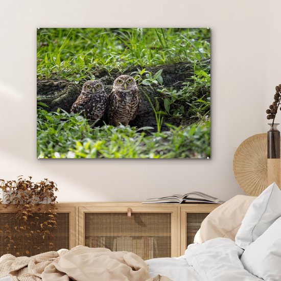 MuchoWow® Peinture sur verre 80x60 cm - Peinture sur verre acrylique - Deux chevêches des terriers devant leur tanière - Photo sur verre - Peintures