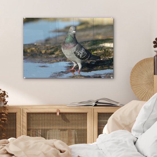 Pigeon rocheux dans l'eau Plexiglas 60x40 cm - Tirage photo sur Glas (décoration murale en plexiglas)