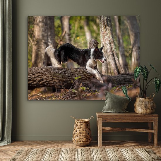 Un Border Collie noir et blanc sautant par-dessus une malle Plexiglas 160x120 cm - Tirage photo sur Glas (décoration murale plexiglas) XXL / Groot format!