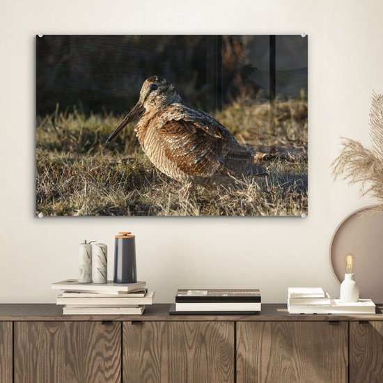 Belle bécasse dans un champ Plexiglas 60x40 cm - Tirage photo sur Glas (décoration murale plexiglas)