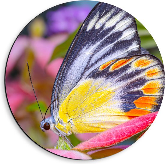 Dibond Muurcirkel - Zwart met Gele en Oranje Vleugels aan Delias hyparete Vlinder op Roze Bloemen - 40x40 cm Foto op Aluminium Muurcirkel (met ophangsysteem)