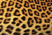 Fotobehang Leopard | DEUR - 211cm x 90cm | 130g/m2 Vlies