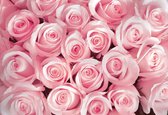 Fotobehang Flowers Roses | XXL - 312cm x 219cm | 130g/m2 Vlies