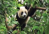 Fotobehang Panda | XL - 208cm x 146cm | 130g/m2 Vlies