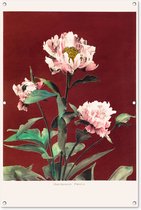 Tuinposter - Tuindoek - Tuinposters buiten - Bloemen - Planten - Kleuren - Rood - Vintage - 80x120 cm - Tuin