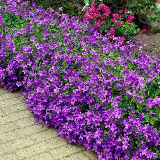 Graines De Thym Vivace - Faciles à Cultiver, Couvre-Sol Rustique Pour Jardin, Balcon, Rocaille