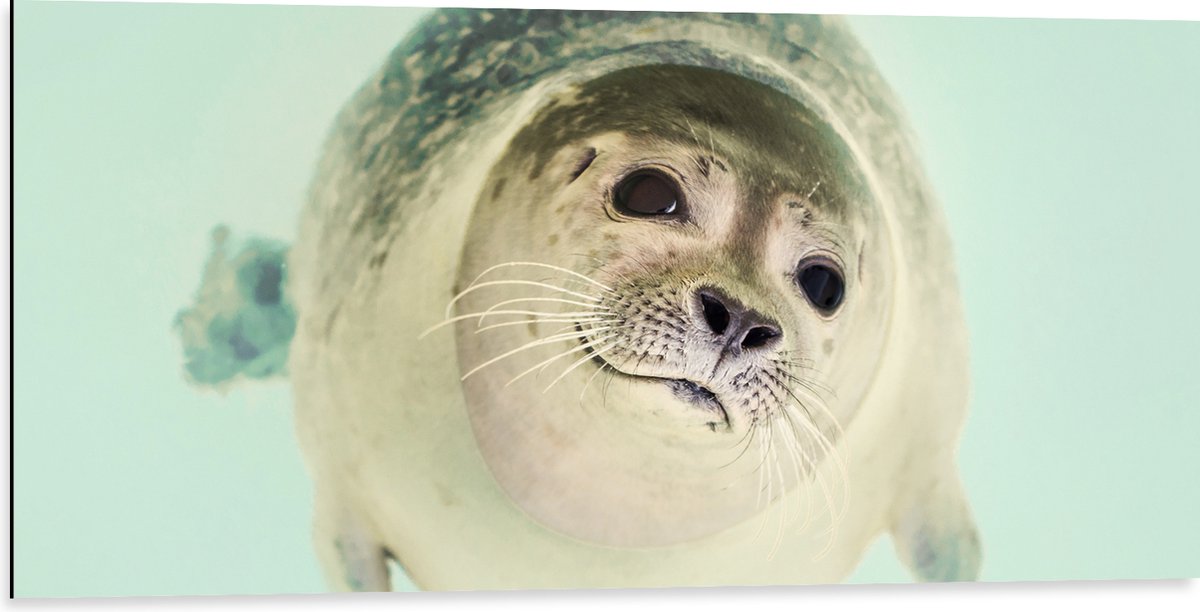 Dibond - Aankijkende Baby Zeehond - 100x50 cm Foto op Aluminium (Wanddecoratie van metaal)