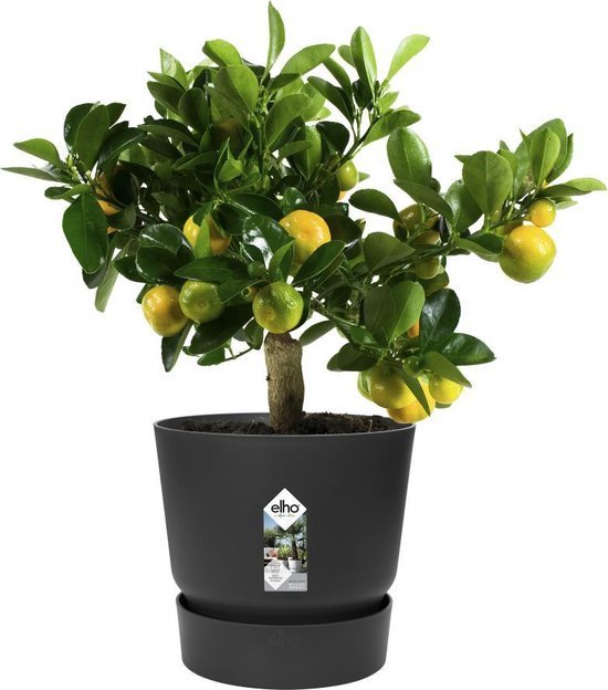 Elho Greenville Rond 30 - Grote Bloempot voor Buiten met Waterreservoir - 100% Gerecycled Plastic - Ø 29.5 x H 27.8 cm - Living black