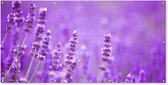 Schuttingposter Lavendel - Close-up - Bloemen - Paars - 200x100 cm - Tuindoek