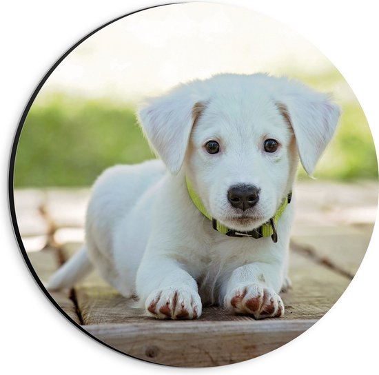Dibond Muurcirkel - Lichtgekleurde Labrador Puppy op Stenen Pad - 20x20 cm Foto op Aluminium Muurcirkel (met ophangsysteem)